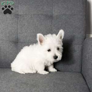 Monroo, West Highland Terrier Puppy